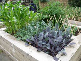 Swinbrook Community kitchen garden plot