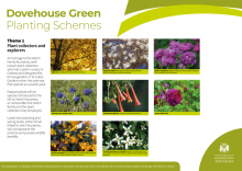 Dovehouse Green planting options