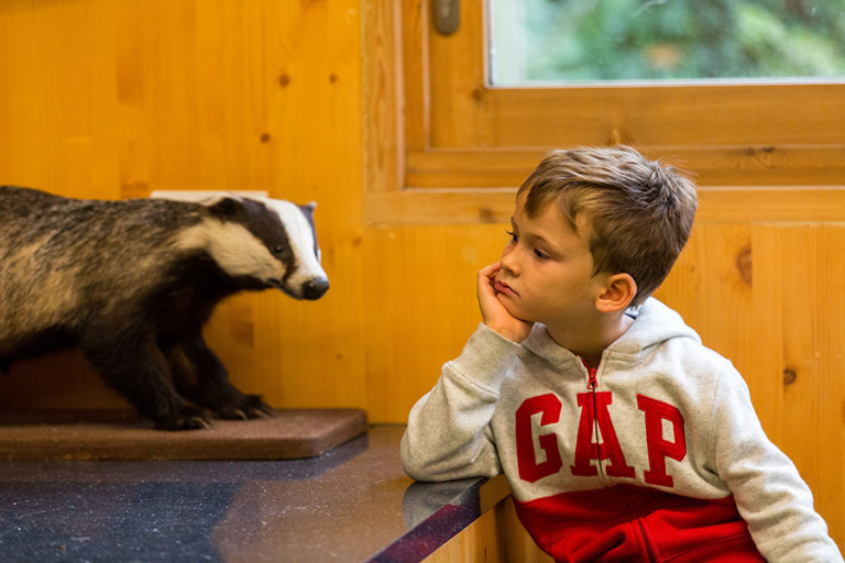 Young boy looking at a badger in the ecology centre.