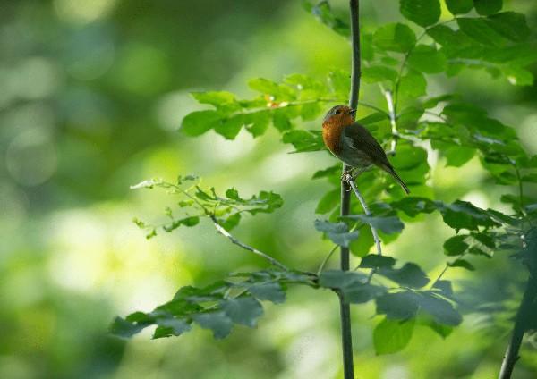 Small bird on tree branch.